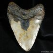 Big Inch Megalodon Tooth With Stand #524-1